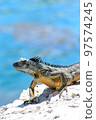 Iguana sitting on rocks outdoors. 97574245