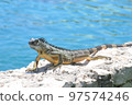 Iguana sitting on rocks outdoors. 97574246