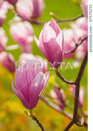 magnolia blossoming in morning light. floral background in the park magnolia blossoming in morning light. floral background in the park 97574252