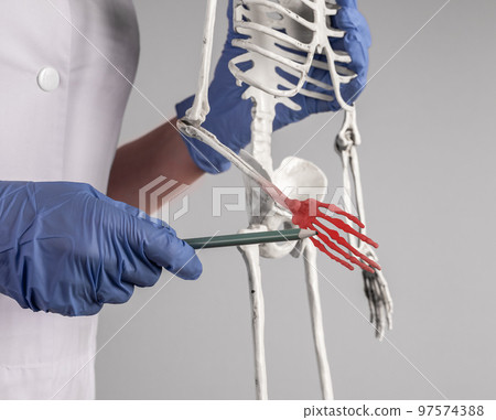 Doctor pointing to skeleton hand with red point. Fingers pain. Skeletal system anatomy, medical education concept. Woman in lab coat with stethoscope holding pencil. Doctor pointing to skeleton hand with red point. Fingers pain. Skeletal system anatomy, medical education concept. Woman in lab coat with stethoscope holding pencil. 97574388