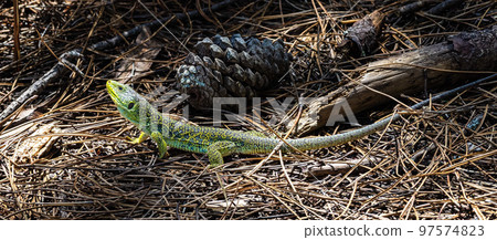 Ocellated lizard, Timon lepidus iat the Cies Islands, Galicia, Spain 97574823