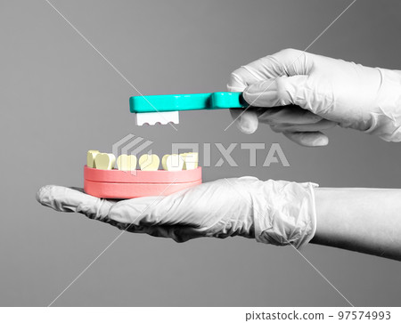 Hands in gloves with toothbrush and jaw model with yellow teeth. Professional tooth whitening, plaque removal. Dentist showing dental cleaning. Stomatology, health care concept. 97574993