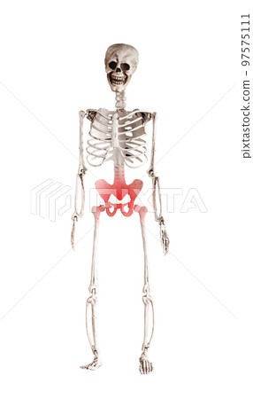 Human skeleton pelvis with red point isolated on white background. Pelvic pain in reproductive, urinary or digestive systems or from muscles and ligaments. Health problems, anatomy concept. Human skeleton pelvis with red point isolated on white background. Pelvic pain in reproductive, urinary or digestive systems or from muscles and ligaments. Health problems, anatomy concept. 97575111