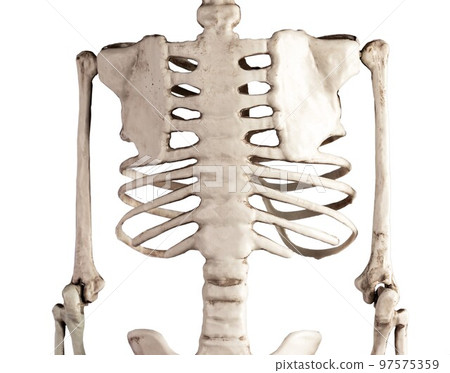 Human skeleton chest bones isolated on white background. Back view. Rib cage, spine, scapula. Skeletal system anatomy, body structure, science, medicine concept. 97575359