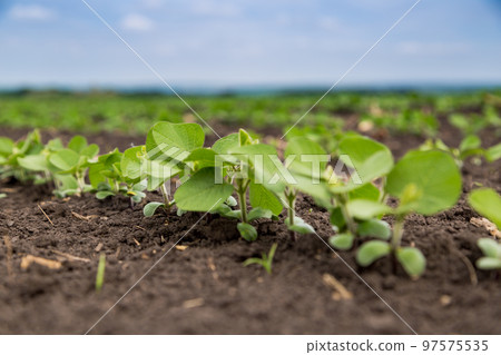 Fresh green soy plants on the field in spring. Rows of young soybean plants  97575535