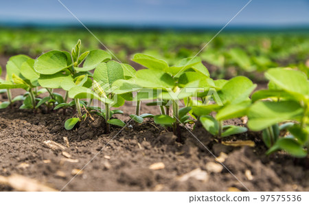 Fresh green soy plants on the field in spring. Rows of young soybean plants Fresh green soy plants on the field in spring. Rows of young soybean plants 97575536