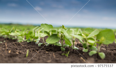 Fresh green soy plants on the field in spring. Rows of young soybean plants  97575537