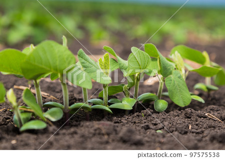 Fresh green soy plants on the field in spring. Rows of young soybean plants Fresh green soy plants on the field in spring. Rows of young soybean plants 97575538