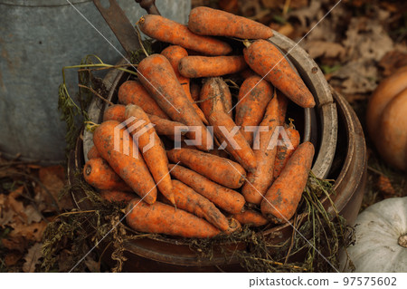 Fresh and sweet carrots on a gray iron bucket Fresh and sweet carrots on a gray iron bucket 97575602