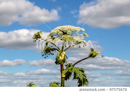 Heracleum Sosnowskyi contain the intense toxic allergen furanocoumarin Heracleum Sosnowskyi contain the intense toxic allergen furanocoumarin 97575678
