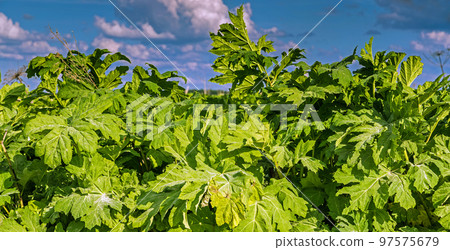 Heracleum Sosnowskyi contain the intense toxic allergen furanocoumarin Heracleum Sosnowskyi contain the intense toxic allergen furanocoumarin 97575679