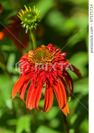 closeup of a Echinacea Hot Papaya flower head 97575714