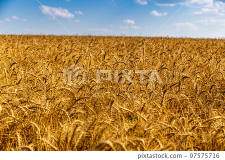 golden field with spikelets of ripe wheat 97575716