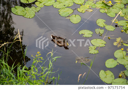 mottled duck swims in the river among the water lilies 97575754