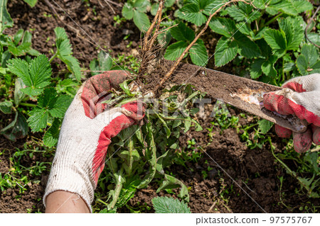 hands of a gardener with a weed dandelion root hands of a gardener with a weed dandelion root 97575767