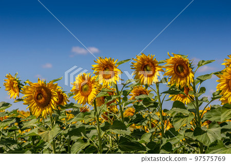 Sunflowers close up in field with the blue sky Sunflowers close up in field with the blue sky 97575769