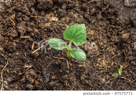 Young sprout new cucumber plant at soil 97575771