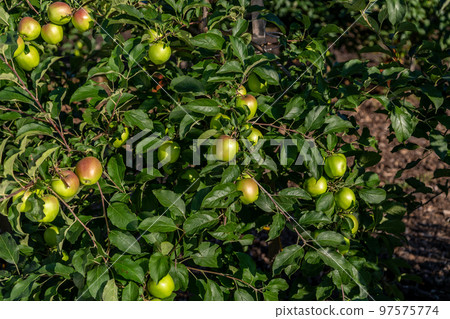 Background of green and red apples on apple tree branch 97575774