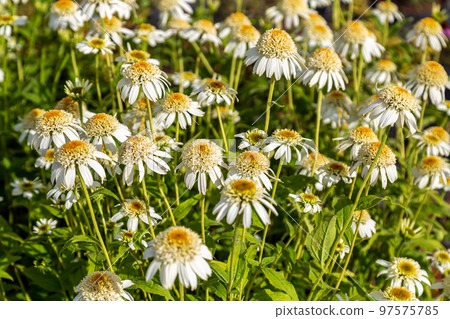 Close up of Echinacea Milkshake flowers in garden 97575785