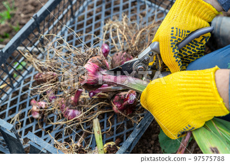 Garden pruning shears are yellow. Hands with gloves. Bulb of gladioli without soil 97575788