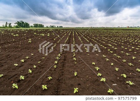 A close-up of a sprout of sunflower sprouts lit by the afternoon sun on fertile black soil. Concept agro culture. 97575799