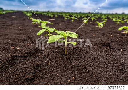 A close-up of a sprout of sunflower sprouts lit by the afternoon sun on fertile black soil. Concept agro culture. 97575822