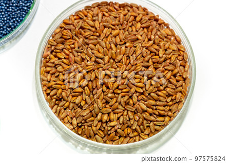 Wheat seeds, cereal seeds with red seed dressing or seed treatment 97575824