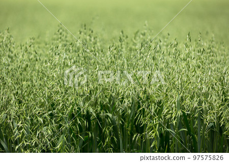 Green ears of oats on the field 97575826