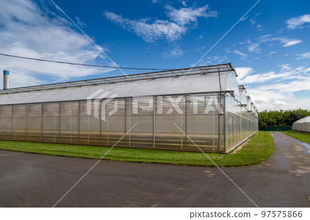 Modern hydroponic greenhouse on a rock wool substrate Modern hydroponic greenhouse on a rock wool substrate 97575866