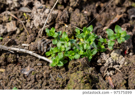 Stellaria media stem and leaf chickweed 97575899
