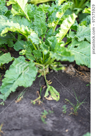 close-up green leaves of sugar beet in field close-up green leaves of sugar beet in field 97575929