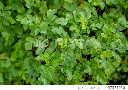 Mustard sprouts grown for organic fertilizer green manure siderates Mustard sprouts grown for organic fertilizer green manure siderates 97575930