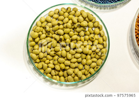 Soy seeds in a petri dish in the lab 97575965