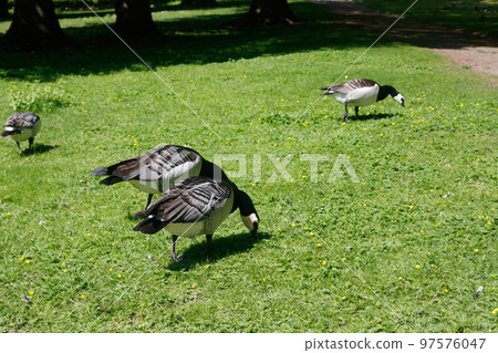 Barnacle gooses walking on a park in Suomenlinna island, Helsinki, Finland 97576047