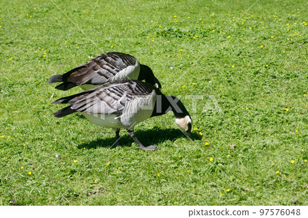 Barnacle gooses walking on a park in Suomenlinna island, Helsinki, Finland Barnacle gooses walking on a park in Suomenlinna island, Helsinki, Finland 97576048