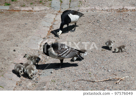 Barnacle gooses walking on a park in Suomenlinna island, Helsinki, Finland Barnacle gooses walking on a park in Suomenlinna island, Helsinki, Finland 97576049