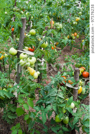 Growing the tomatoes. 97576238