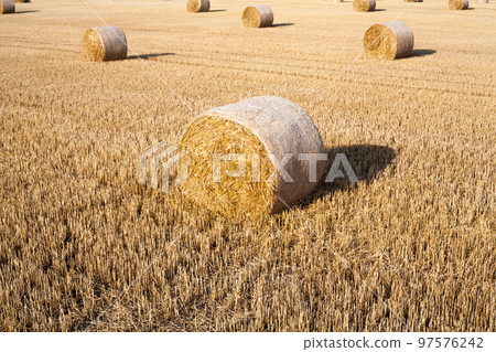 Straw rolls on the field. Straw rolls on the field. 97576242