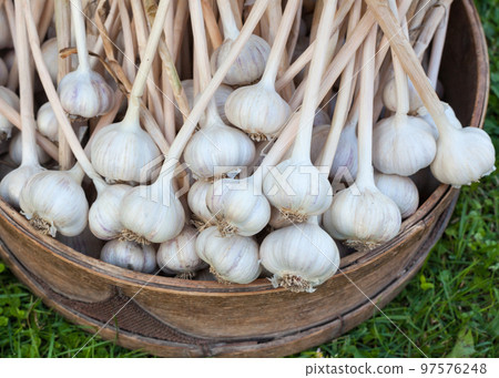 Garlic in the round wooden box Garlic in the round wooden box 97576248