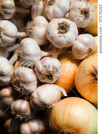 Garlic and onion. Rich harvest. Garlic and onion. Rich harvest. 97576263