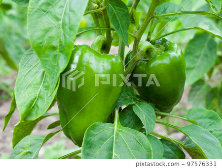 Growing the bell peppers (capsicum) Growing the bell peppers (capsicum) 97576331