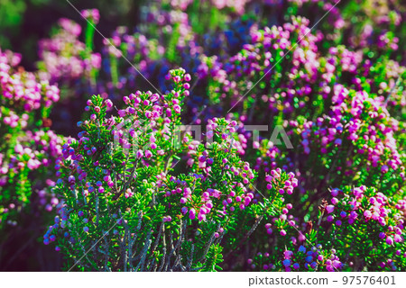 Blooming heather flowers 97576401