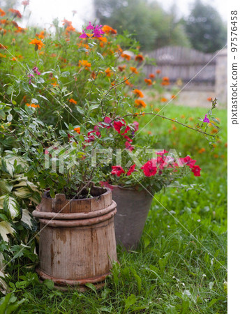 Petunia, marigold and other plants in the garden 97576458