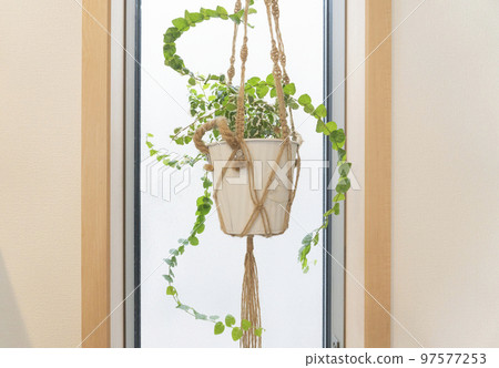 Image of a hanging plant by the window Image of a hanging plant by the window 97577253