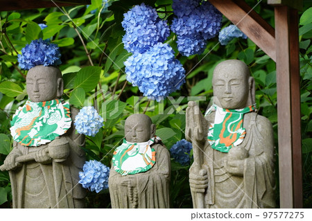 繡球花,繡球花,繡球花,藍色繡球花,藍色,明月院,明月院,鎌倉,神奈川,寺廟,神社, 繡球花,繡球花,繡球花,藍色繡球花,藍色,明月院,明月院,鎌倉,神奈川,寺廟,神社, 97577275
