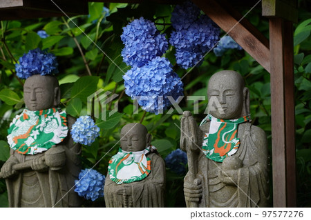 繡球花,繡球花,繡球花,藍色繡球花,藍色,明月院,明月院,鎌倉,神奈川,寺廟,神社, 繡球花,繡球花,繡球花,藍色繡球花,藍色,明月院,明月院,鎌倉,神奈川,寺廟,神社, 97577276