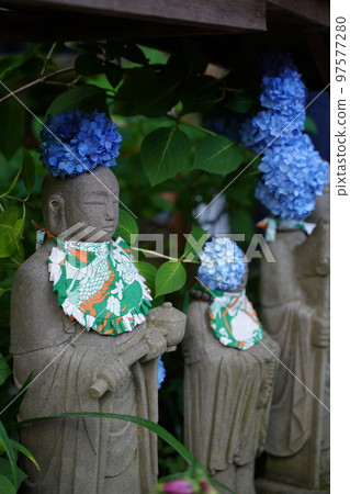 繡球花，繡球花，繡球花，藍色繡球花，藍色，明月院，明月院，鎌倉，神奈川，寺廟，神社， 97577280