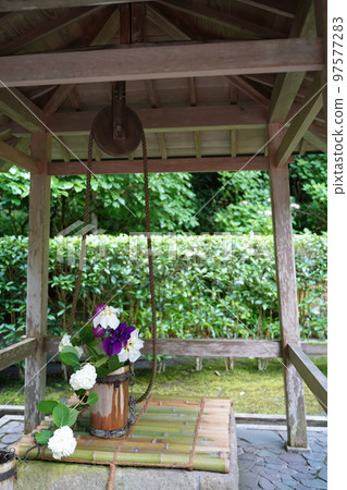 Hydrangea, hydrangea, hydrangea, blue hydrangea, blue, Meigetsuin, meigetsuin, Kamakura, Kanagawa, temple, shrine, Hydrangea, hydrangea, hydrangea, blue hydrangea, blue, Meigetsuin, meigetsuin, Kamakura, Kanagawa, temple, shrine, 97577283