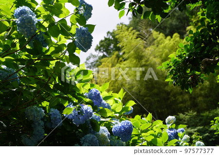 hydrangea, hydrangea, hydrangea, blue hydrangea, blue, meigetsuin, meigetsuin, kamakura, japan, background, postcard hydrangea, hydrangea, hydrangea, blue hydrangea, blue, meigetsuin, meigetsuin, kamakura, japan, background, postcard 97577377
