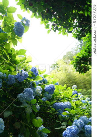 hydrangea, hydrangea, hydrangea, blue hydrangea, blue, meigetsuin, meigetsuin, kamakura, japan, background, postcard 97577379